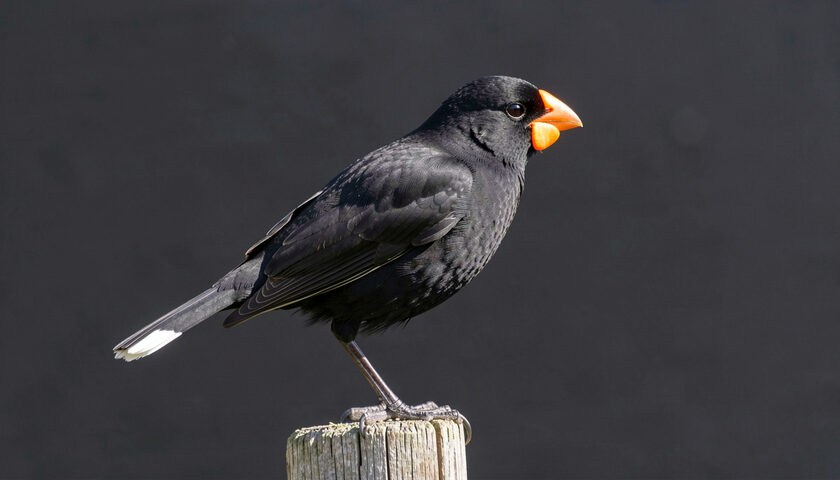 A taxidermy huia with orange wattles and white tipped tail in a glass museum case