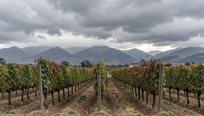 Vine rows bending under wind beneath a heavy grey sky